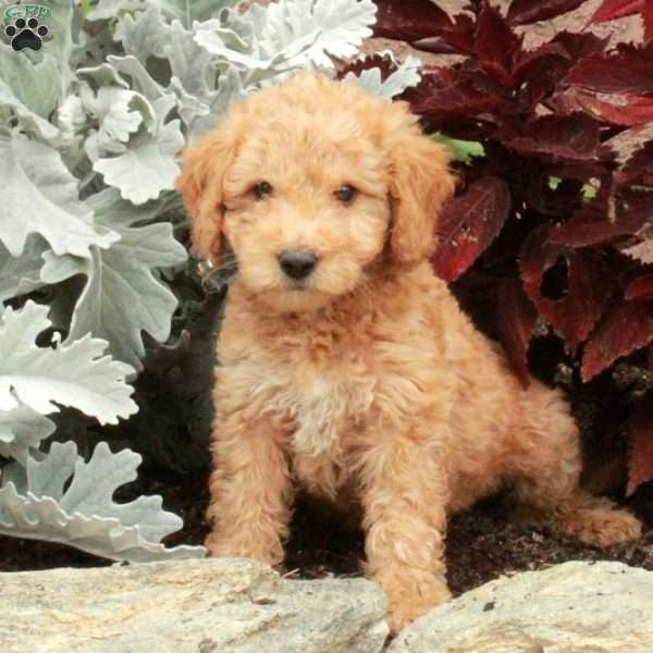 Vaughn, Mini Goldendoodle Puppy