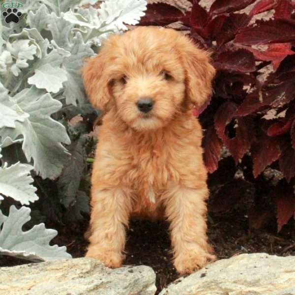 Vera, Mini Goldendoodle Puppy