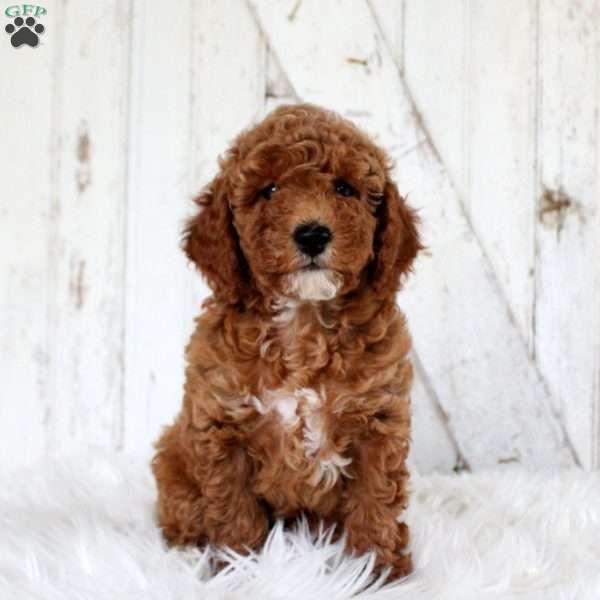 Vinny, Miniature Poodle Puppy