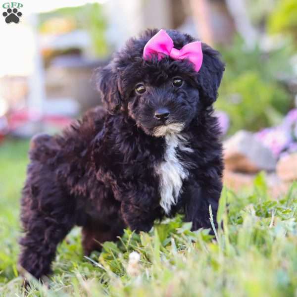 Violet, Miniature Poodle Puppy