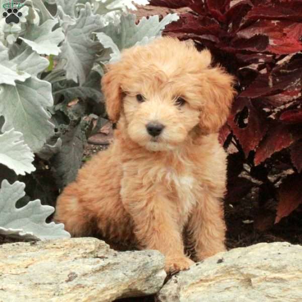 Violet, Mini Goldendoodle Puppy