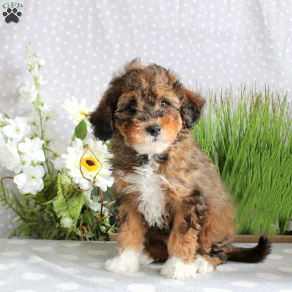 Violet, Mini Bernedoodle Puppy