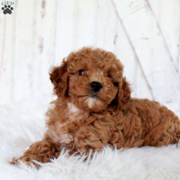 Violet, Miniature Poodle Puppy