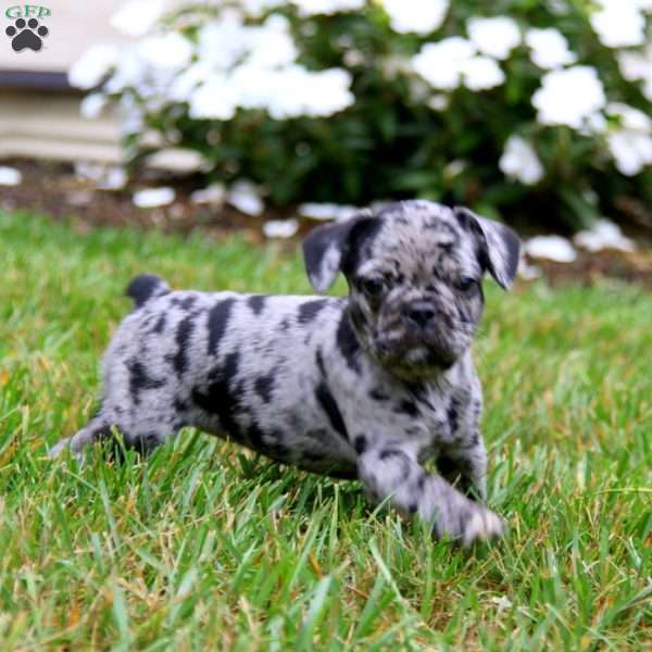 Violet, French Bulldog Mix Puppy