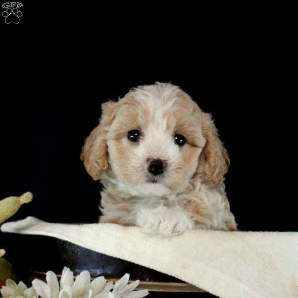 Violet, Maltipoo Puppy