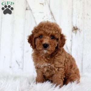 Violet, Miniature Poodle Puppy