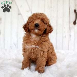 Violet, Miniature Poodle Puppy