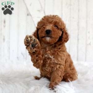 Violet, Miniature Poodle Puppy