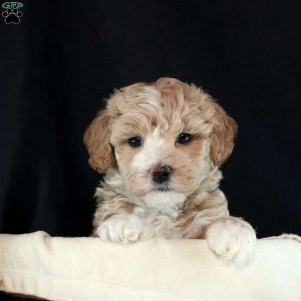 Vivian, Maltipoo Puppy