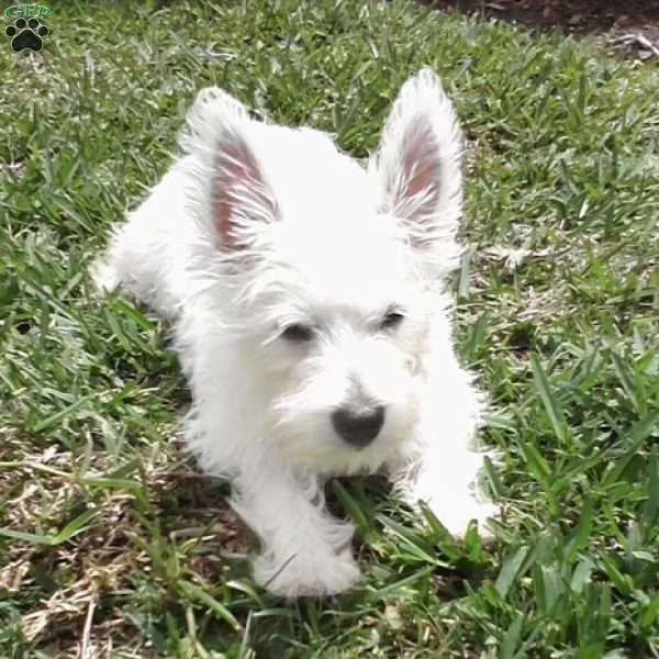 Quinny, West Highland Terrier Puppy