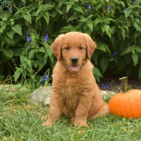 Waldo, Golden Retriever Puppy