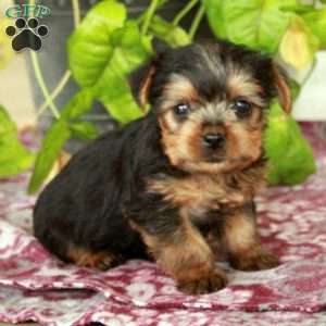 Waldo, Yorkie Puppy