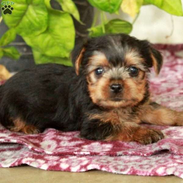 Waldo, Yorkie Puppy