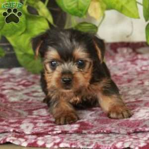 Waldo, Yorkie Puppy