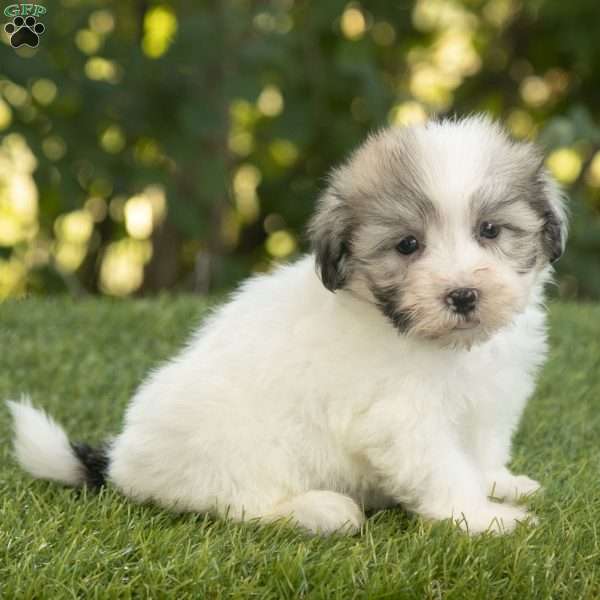 Walker, Havanese Puppy