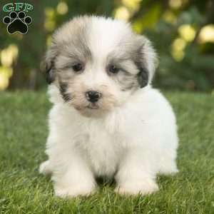 Walker, Havanese Puppy