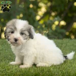 Walker, Havanese Puppy