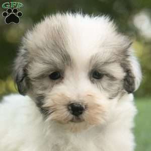 Walker, Havanese Puppy