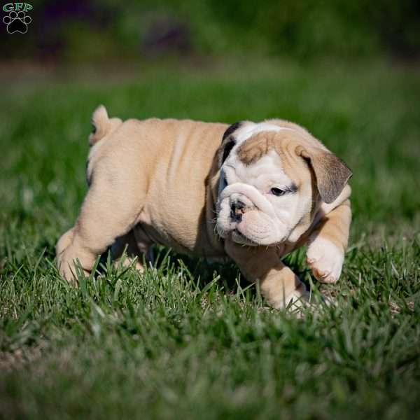 Wallie, English Bulldog Puppy