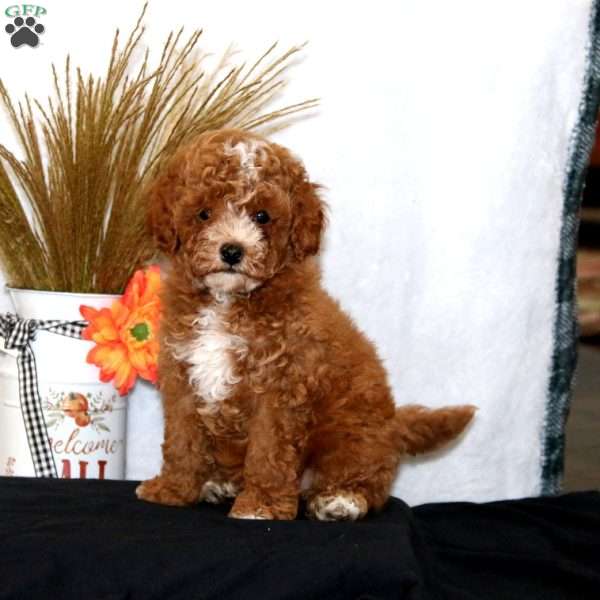 Watson, Miniature Poodle Puppy