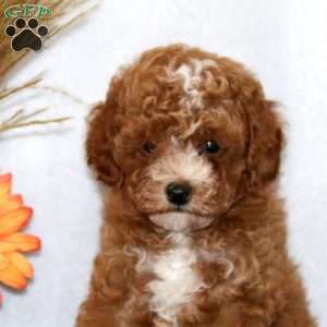 Watson, Miniature Poodle Puppy