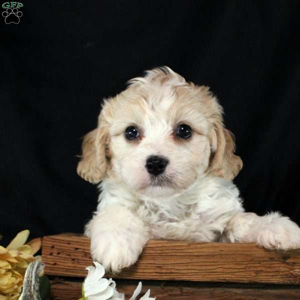 Waverly, Cavachon Puppy