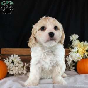 Waverly, Cavachon Puppy