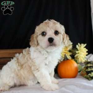 Waverly, Cavachon Puppy