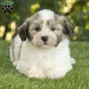 Waylon, Havanese Puppy