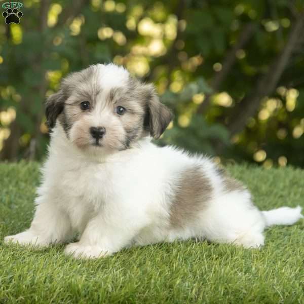 Waylon, Havanese Puppy