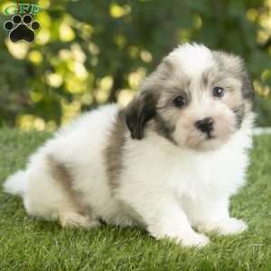 Waylon, Havanese Puppy