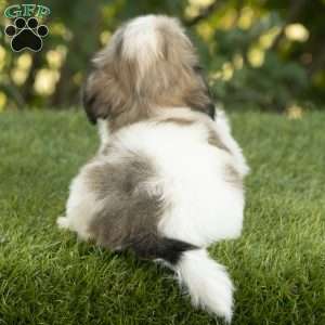 Waylon, Havanese Puppy