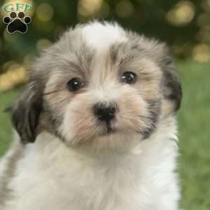 Waylon, Havanese Puppy