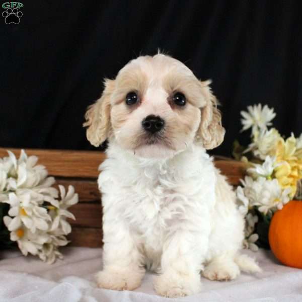 Wednesday, Cavachon Puppy