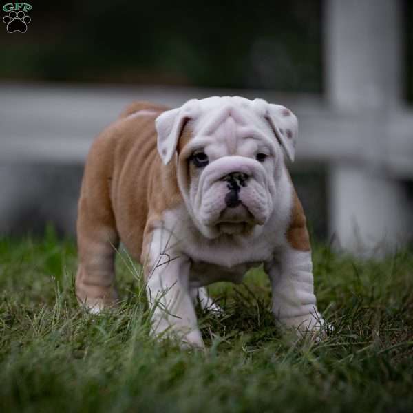 Welton, English Bulldog Puppy