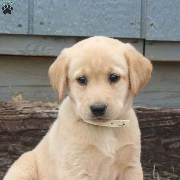 Wendy, Yellow Labrador Retriever Puppy