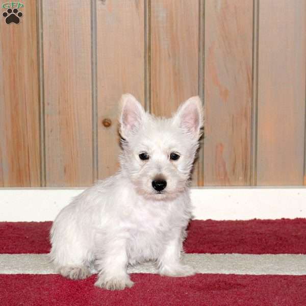 Wendy, Westie Mix Puppy