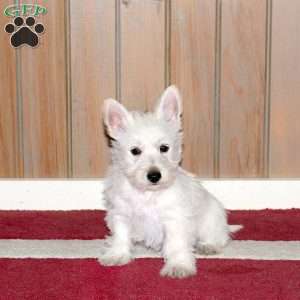 Wendy, Westie Mix Puppy