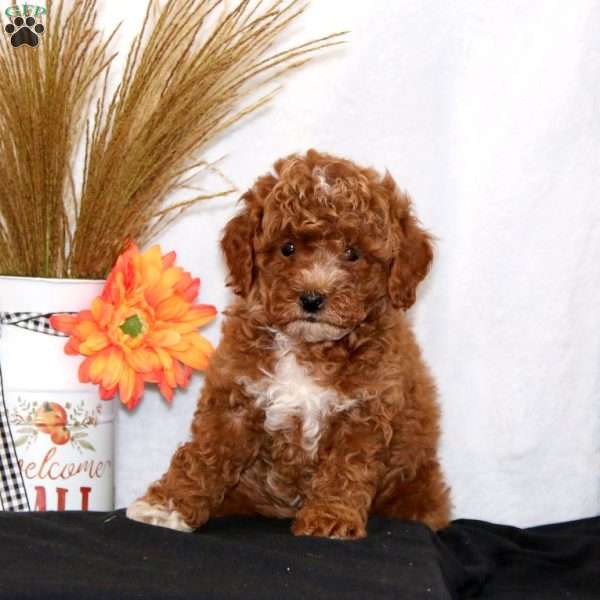 Wendy, Miniature Poodle Puppy