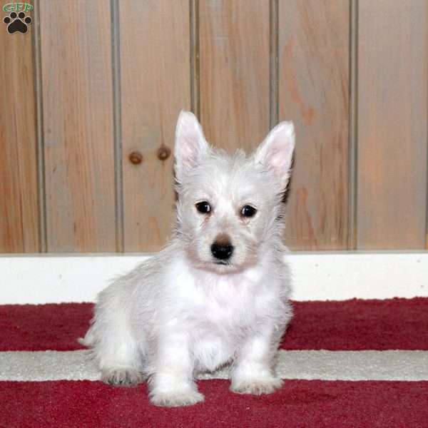 Wesley, Westie Mix Puppy