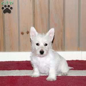 Wesley, Westie Mix Puppy