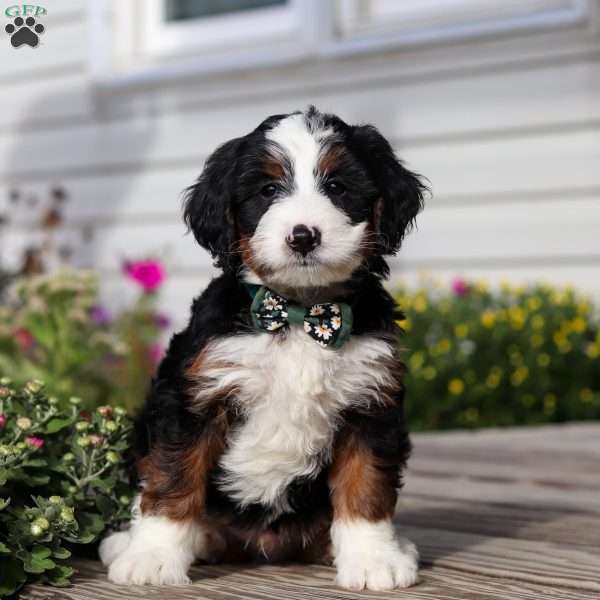 Wesley, Mini Bernedoodle Puppy