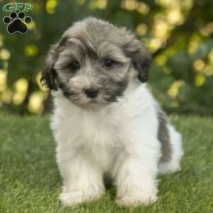 Weston, Havanese Puppy