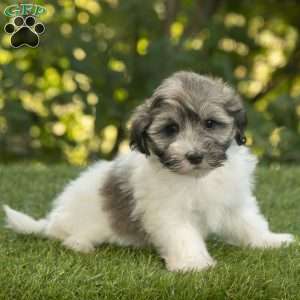 Weston, Havanese Puppy