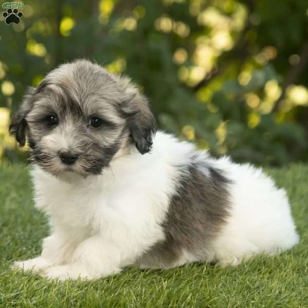 Weston, Havanese Puppy