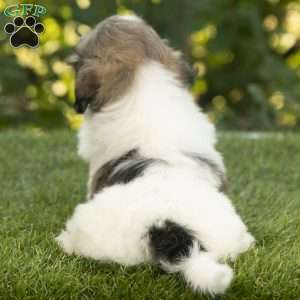 Weston, Havanese Puppy