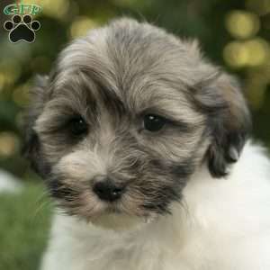 Weston, Havanese Puppy