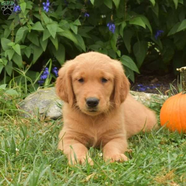 Whiskey, Golden Retriever Puppy