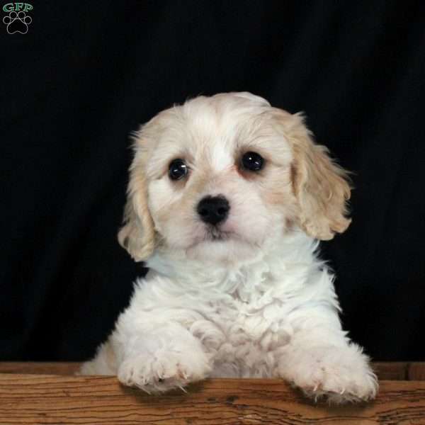 Willa, Cavachon Puppy