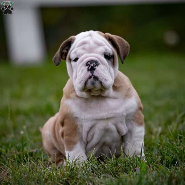 Willow, English Bulldog Puppy